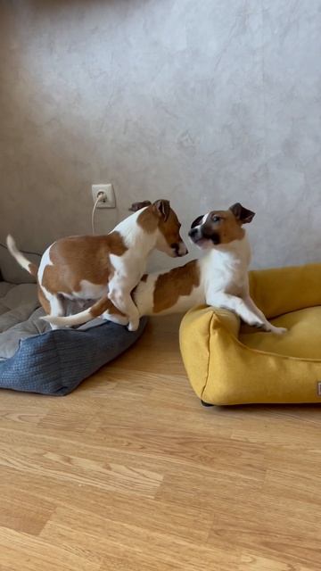 Весенние обострение 😅