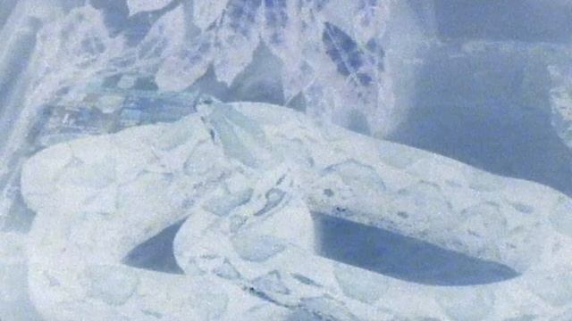 Junior (South American Boa) смотреть онлайн