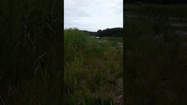 ДЕРБЕННИК ИВОЛИСТНЫЙ / сбор лечебных трав / 02.07.2023 смотреть онлайн