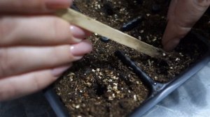 Артишок из семян. Посев.