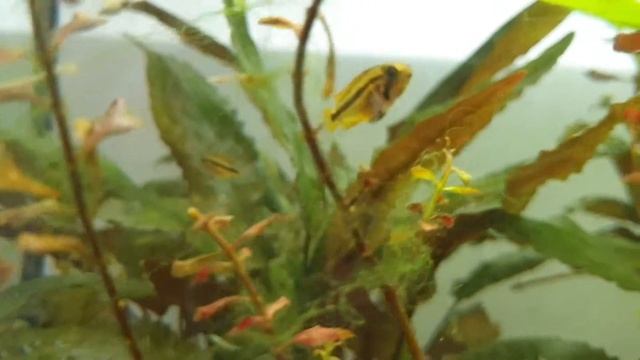 Kakadu-Zwergbuntbarsche: 3 Monate alte Jungfische (F2) смотреть онлайн