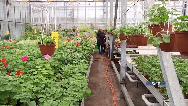 Канал Переселенец — Цветы в Киеве ждут весны | Єдина Країна смотреть онлайн