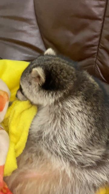 #shorts #cute #funnyvideo #amazing It looks like the raccoon is sleeping. смотреть онлайн