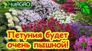ОДНА ПЕТУНИЯ КАК ЦЕЛАЯ КЛУМБА! Чтобы петуния была самой пышной! Вот что с ней нужно сделать.
