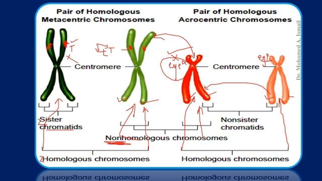 Everything About Chromosomes смотреть онлайн