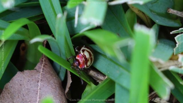 Beautiful Flea Beetle - Colorful insect that mimics a flea in how it can jump away incredibly fast. смотреть онлайн