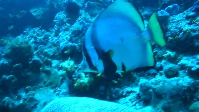 orbicular batfish смотреть онлайн