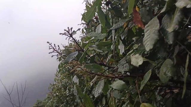 trước thềm mùa Hoa nhãn hãy thay những con tướng kém смотреть онлайн