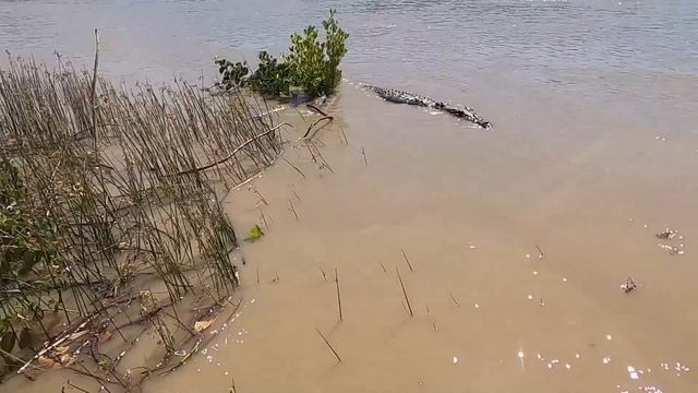 CROCODILE FEEDING TOUR (The original Adelaide river queen jumping croc tours) смотреть онлайн