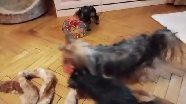 Семейный отдых йориков💞#йорки#yorkie#puppy#pets#собака#игры# смотреть онлайн