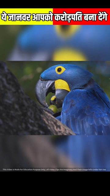 🤯 ये जानवर आपको करोड़पति बना देंगे 🐈⬛ Most expensive animals In The World 😱🤯 #shorts смотреть онлайн