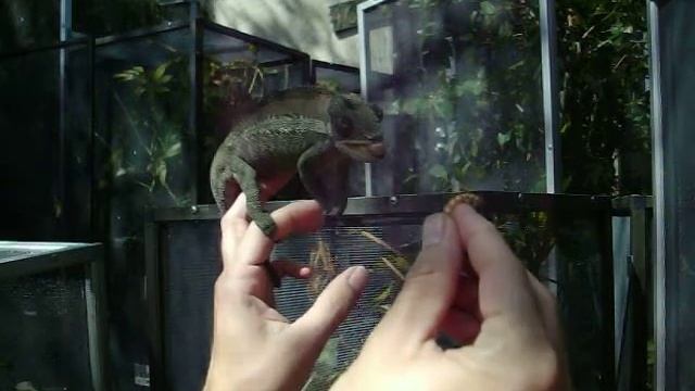 Ankaramy panther eating смотреть онлайн