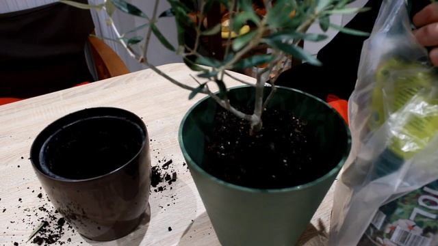 How to Repot Olive Tree in Less than 5 Minutes! смотреть онлайн