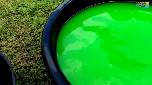 membersihkan triceratops gajah unta bebek angsa singa kuda sapi badak ikan buaya burung penguin смотреть онлайн