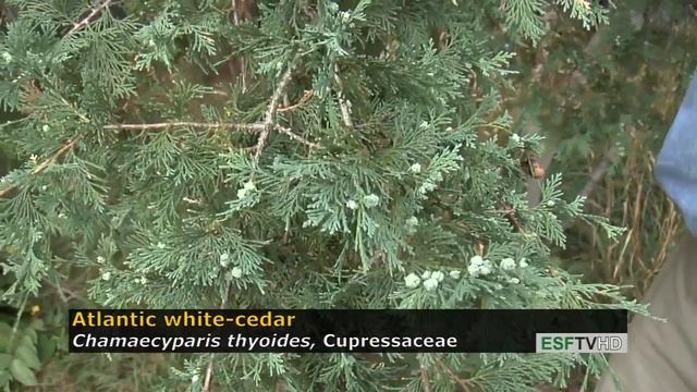 Trees with Don Leopold - Atlantic white-cedar смотреть онлайн