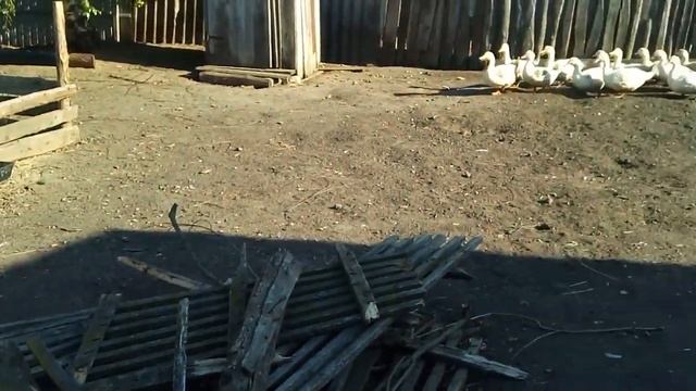 Сменили место жительства//Цветули// смотреть онлайн