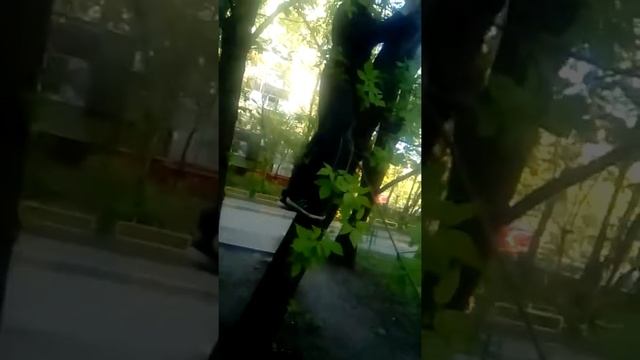 Коала смотреть онлайн