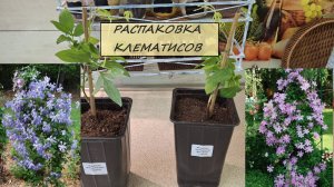 Распаковка посылки с клематисами Комтесс де Бушо и принц Чарльз #58
