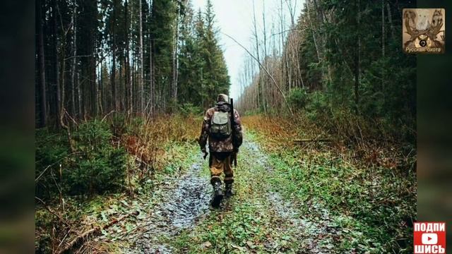 Зачехленное ружьё в лесу ,в не сроках охоты. Закон