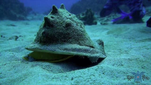 Horned helmet snail смотреть онлайн