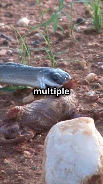 King Cobra vs Black Mamba Ultimate Showdown https://history-religion-and-wildlife.myspreadshop.com смотреть онлайн