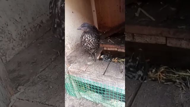 Жизнь цыплят в курятнике у курицы дети смотреть онлайн