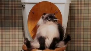 Кот пердит на унитазе