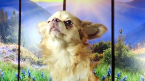 #ПРОГУЛКА_с_ЧИХУАХУА 14.04.25 #ЩЕНКИ_в_ПРОДАЖЕ 89215950848 #купить_чихуахуа_продам ЕСТЬ ДОСТАВКА