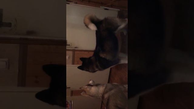 Встречают хозяина!!!!! смотреть онлайн