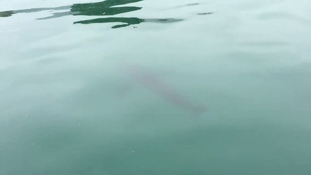 Great White Sharks at Carpenteria Part 3 of 3 смотреть онлайн