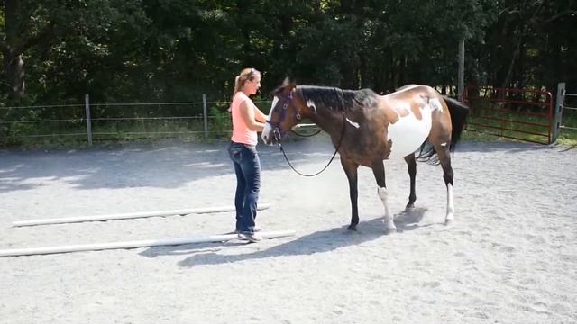 Tara Jones Ground Work-- Moving the hind feet in the chute смотреть онлайн