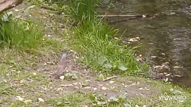 СКВОРЦЫ И ДРОЗДЫ смотреть онлайн