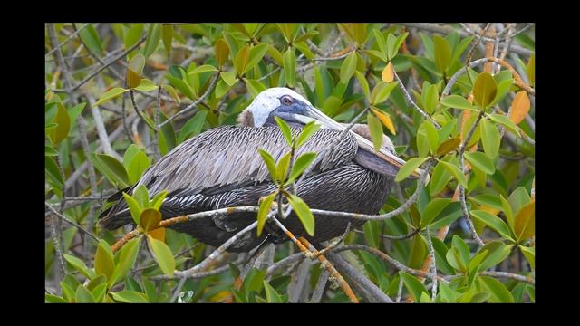 Ecuador Flora & Fauna смотреть онлайн
