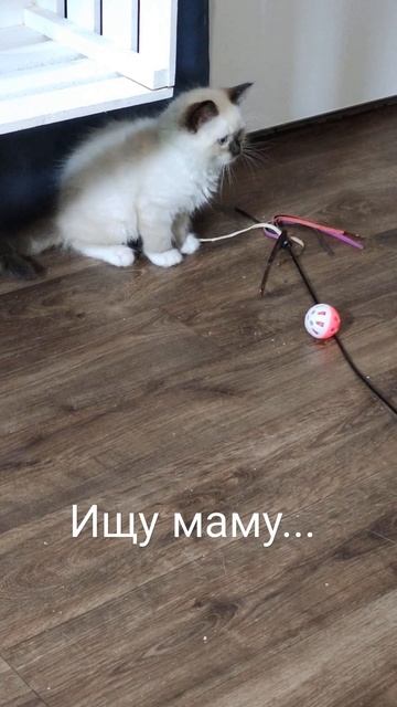 Ручные котята породы #рэгдолл (#тряпичнаякукла ) питомник #Bluebelldolls (Москва) #ragdoll #регдолл смотреть онлайн