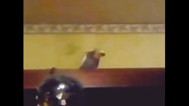 попугай корелл утренний песня смотреть онлайн