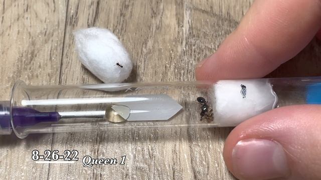 One whole year of raising Tetramorium queen ants and small colonies w/ tips смотреть онлайн