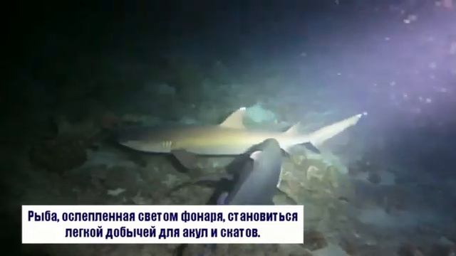 Дайвинг с акулами на Мальдивах. Просто страшно или срашно красиво? смотреть онлайн