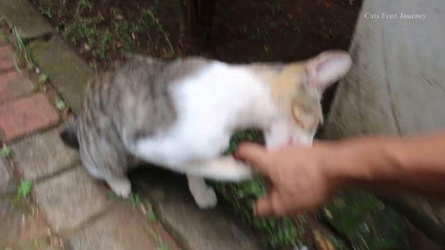 Bites of stray cat and sniffs shoes смотреть онлайн