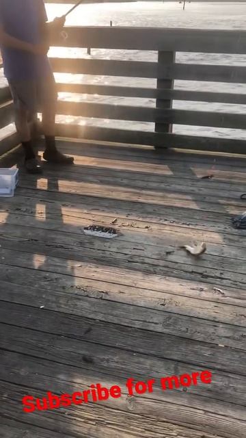 Catching a Sea Robin in NC Oak Island. смотреть онлайн