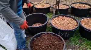 Пересадка голубики