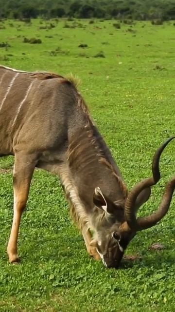 Greater kudu African antelope 😍 смотреть онлайн
