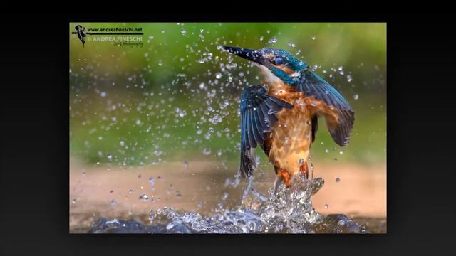 Andrea Fineschi: kingfisher's fall to rise смотреть онлайн