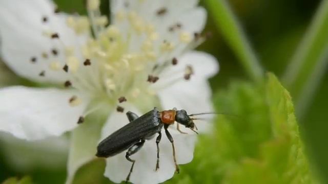 Schijnboktor Oedemera croceicollis смотреть онлайн