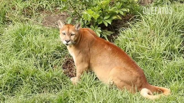 ONÇA ATACA E MATA O BICHO PREGUIÇA | ONÇA VS PREGUIÇA | MUNDO ANIMAL. смотреть онлайн