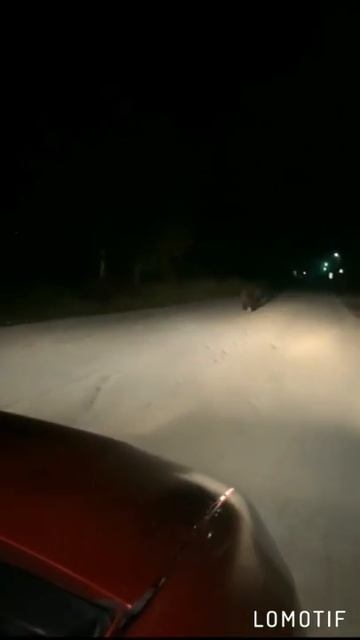 Медведь гулял по городу в Пермском крае смотреть онлайн