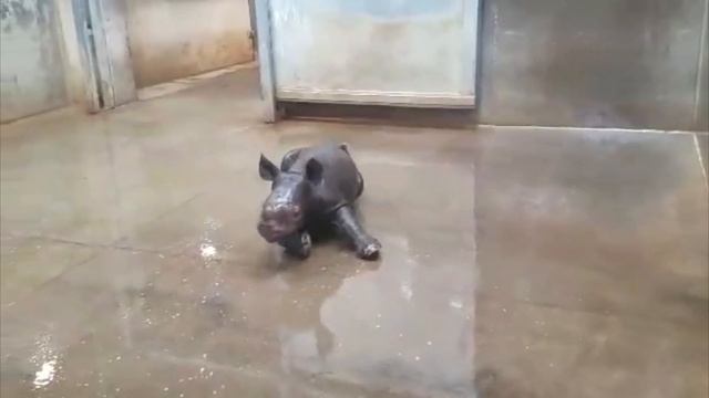 Rhino Bath смотреть онлайн