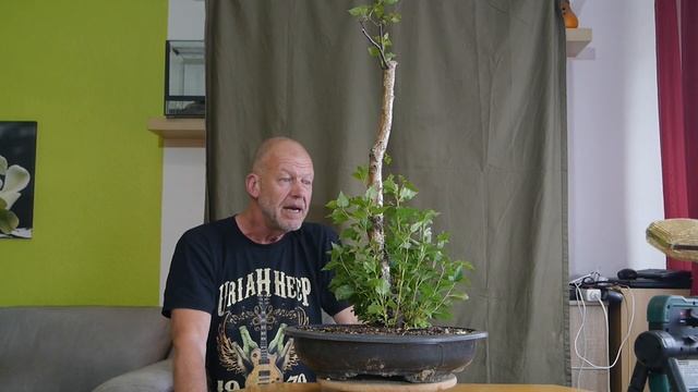 Yamadori, Findling, Wildling, Steckling: Die dunkle Seite смотреть онлайн