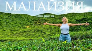 Малайзия. Чайные плантации лучше, чем на Шри-Ланке