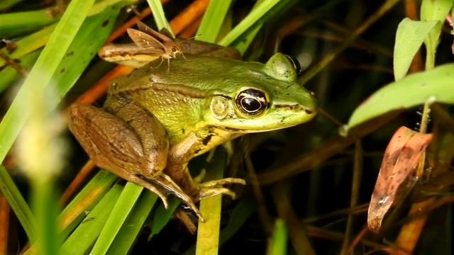 Plain Longtail (Urbanus simplicius) landed on a Vaillant's Frog (Lithobates vaillanti) смотреть онлайн