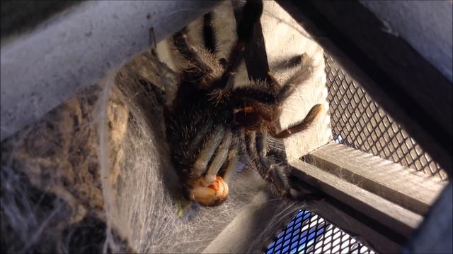 Avicularia metallica molting смотреть онлайн